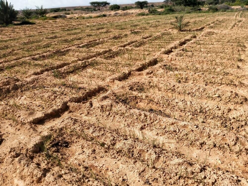 Help Somali Farmers Bring Life Back to Their Soil.