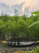 A boat resting in the mangroves