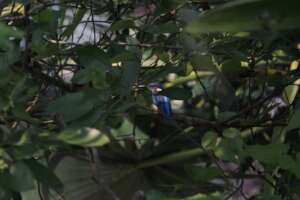 A common kingfisher perched in the mangroves