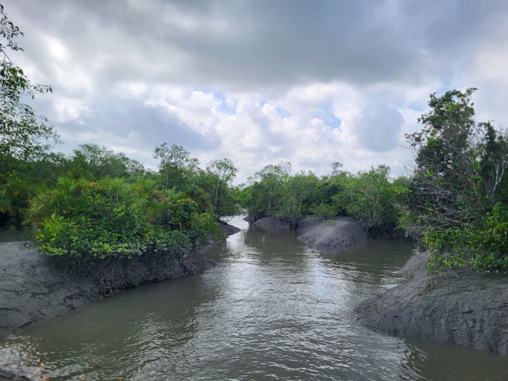 Women-led mangrove restoration in India