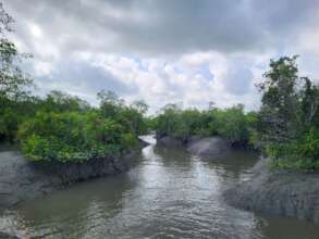 Mangroves in Sundarbans