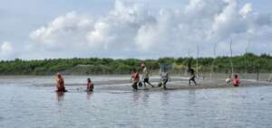 Mangrove restoration in Sundarbans