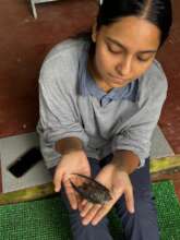 Women-led mangrove restoration in India