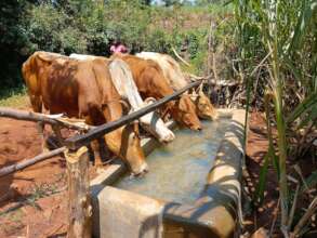 Water source separate access trough for animals