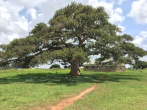 Picture of a baobab tree.