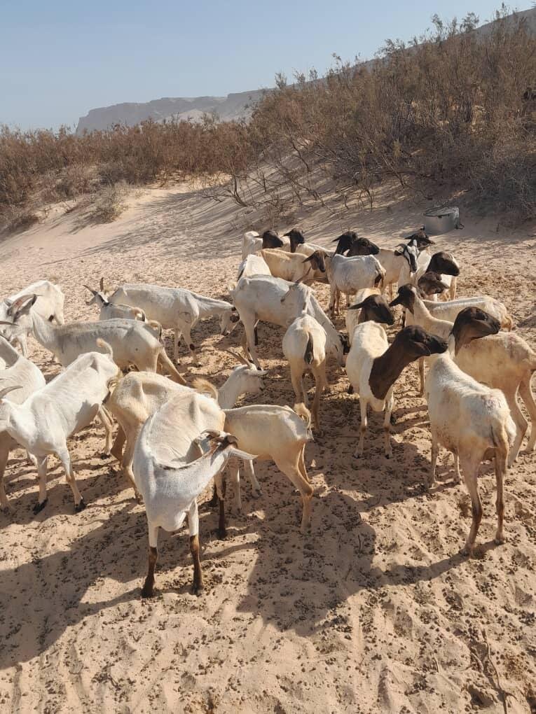 Hope for Drought-Affected Families in Somalia
