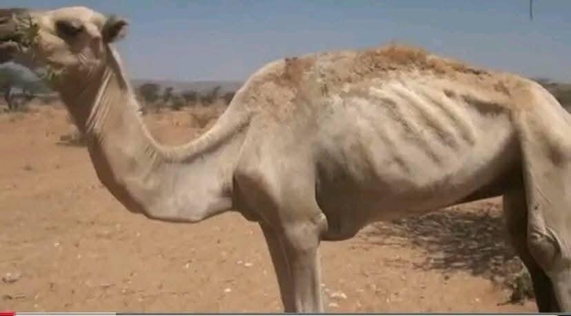Hope for Drought-Affected Families in Somalia