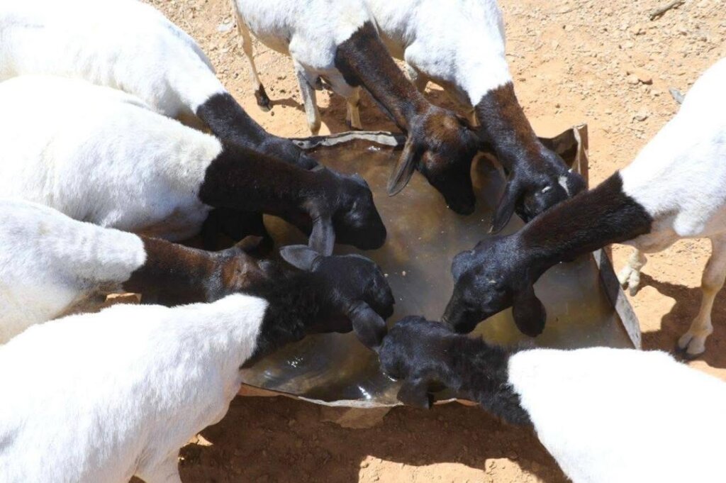 Hope for Drought-Affected Families in Somalia