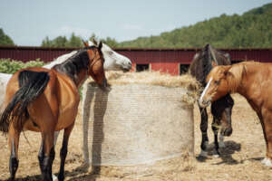 Mish-Mish, Charm, Jack and Freya