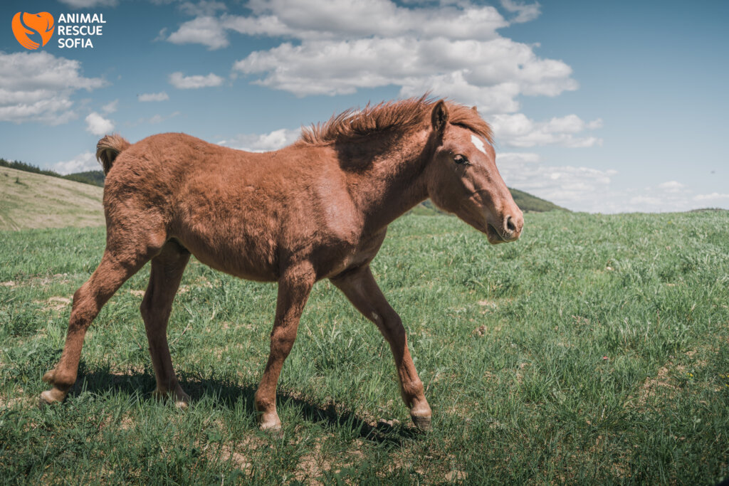 Share a Meal with a Horse in Ordeal!