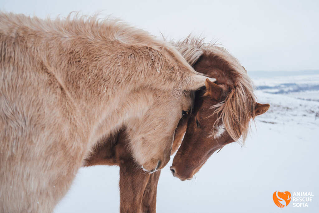 Share a Meal with a Horse in Ordeal!
