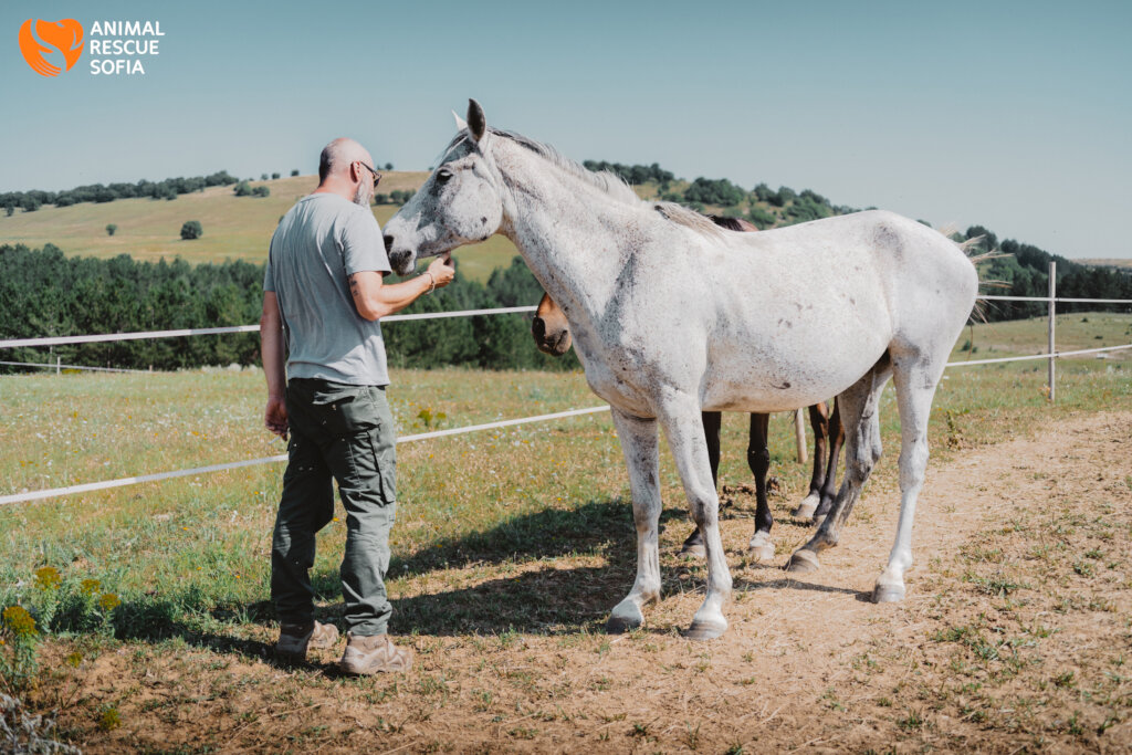 Share a Meal with a Horse in Ordeal!
