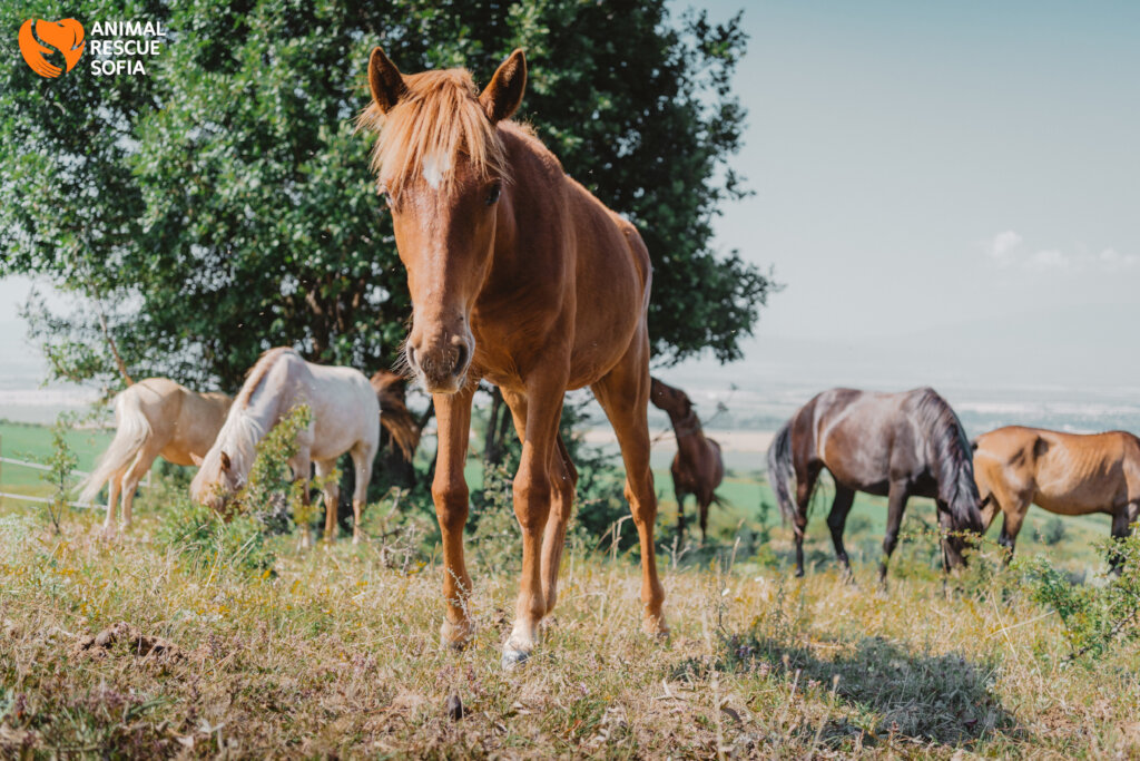 Share a Meal with a Horse in Ordeal!