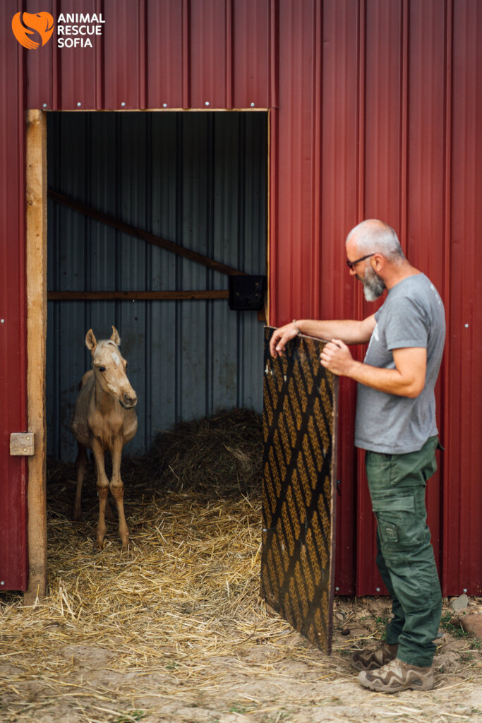 Share a Meal with a Horse in Ordeal!