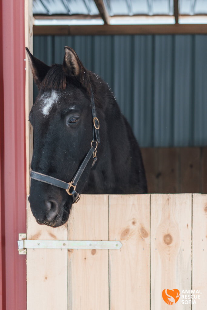Share a Meal with a Horse in Ordeal!