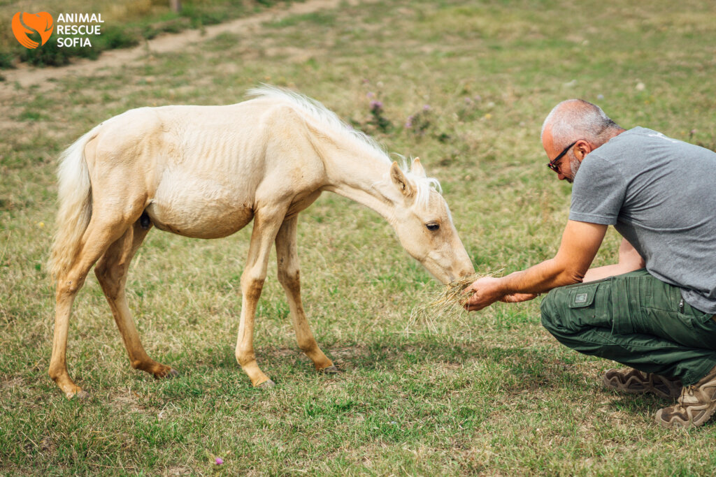 Share a Meal with a Horse in Ordeal!