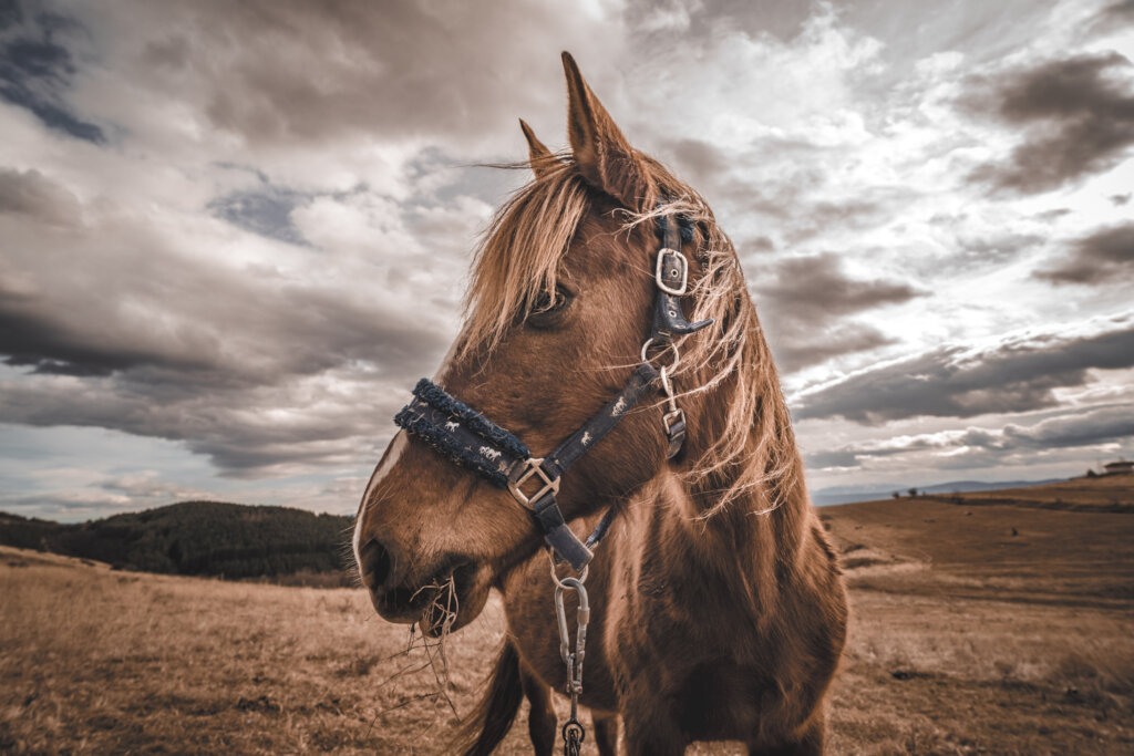 Share a Meal with a Horse in Ordeal!