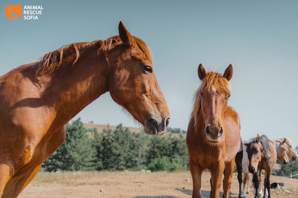 Share a Meal with a Horse in Ordeal!