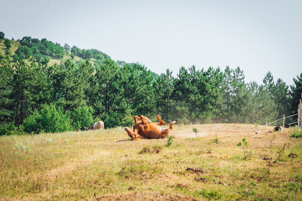 Share a Meal with a Horse in Ordeal!