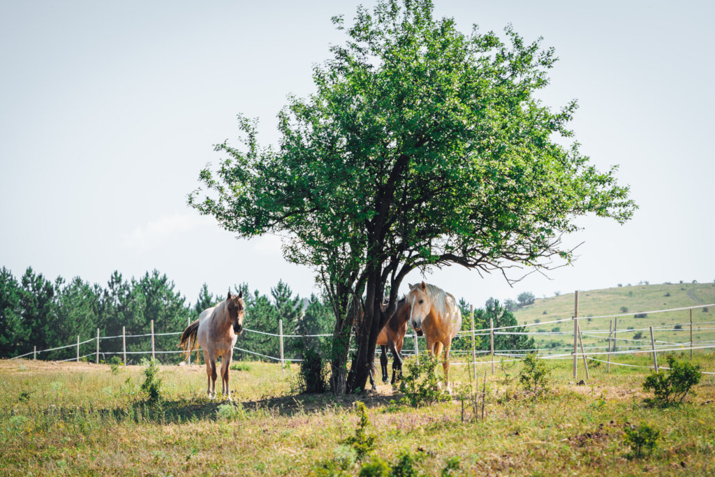 Share a Meal with a Horse in Ordeal!