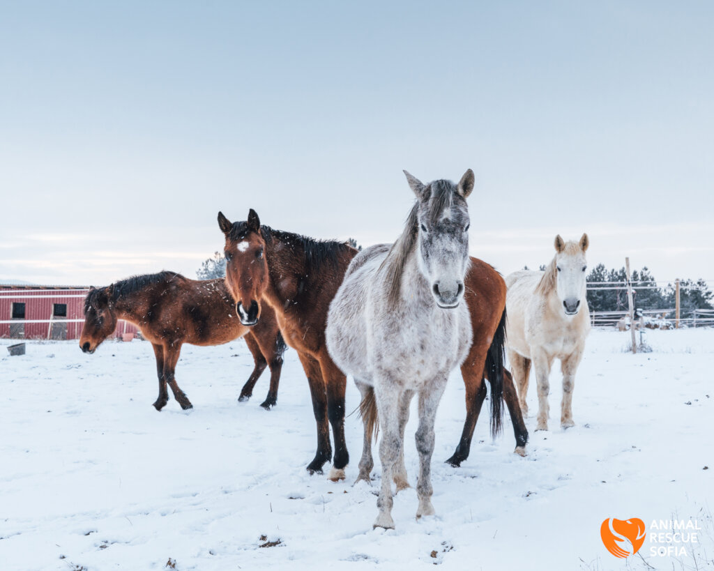 Share a Meal with a Horse in Ordeal!