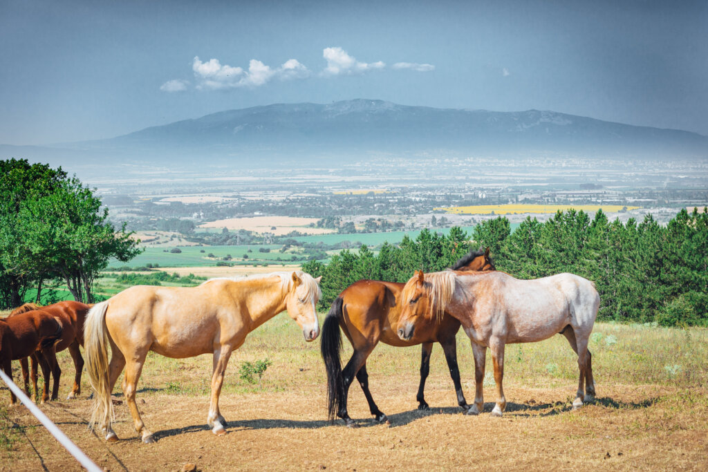 Share a Meal with a Horse in Ordeal!