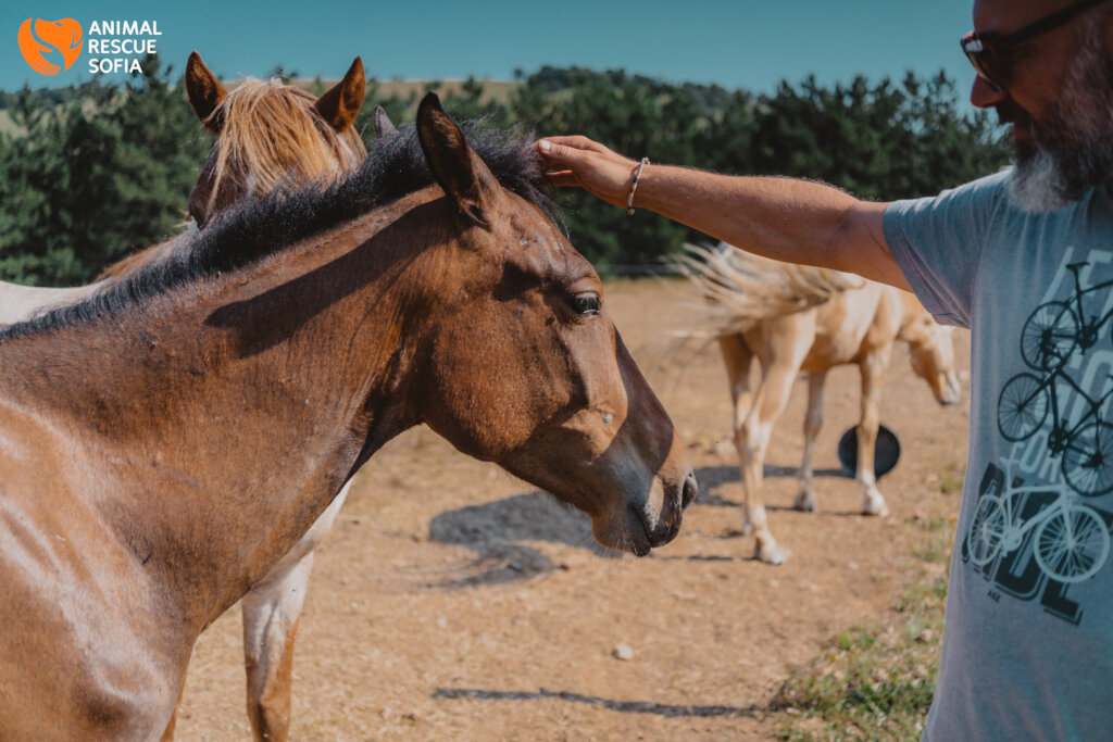 Share a Meal with a Horse in Ordeal!