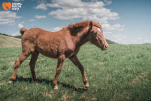 Baby Picasso Enjoying the Pasture