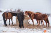Share a Meal with a Horse in Ordeal!