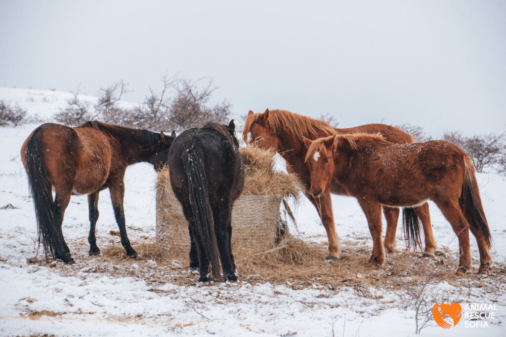 Share a Meal with a Horse in Ordeal!