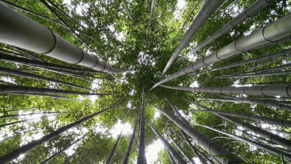 Offset Carbon with Nature