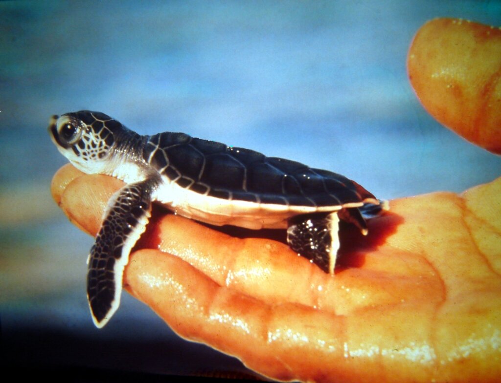 Sea turtle
