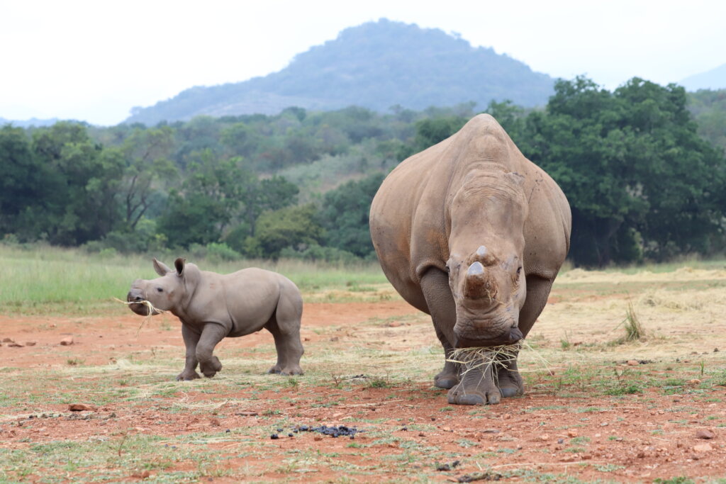 Celebrate & Protect Rhino Mums this Mother's Day