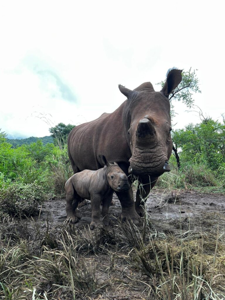 Celebrate & Protect Rhino Mums this Mother's Day