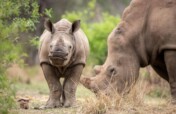 Celebrate & Protect Rhino Mums this Mother's Day