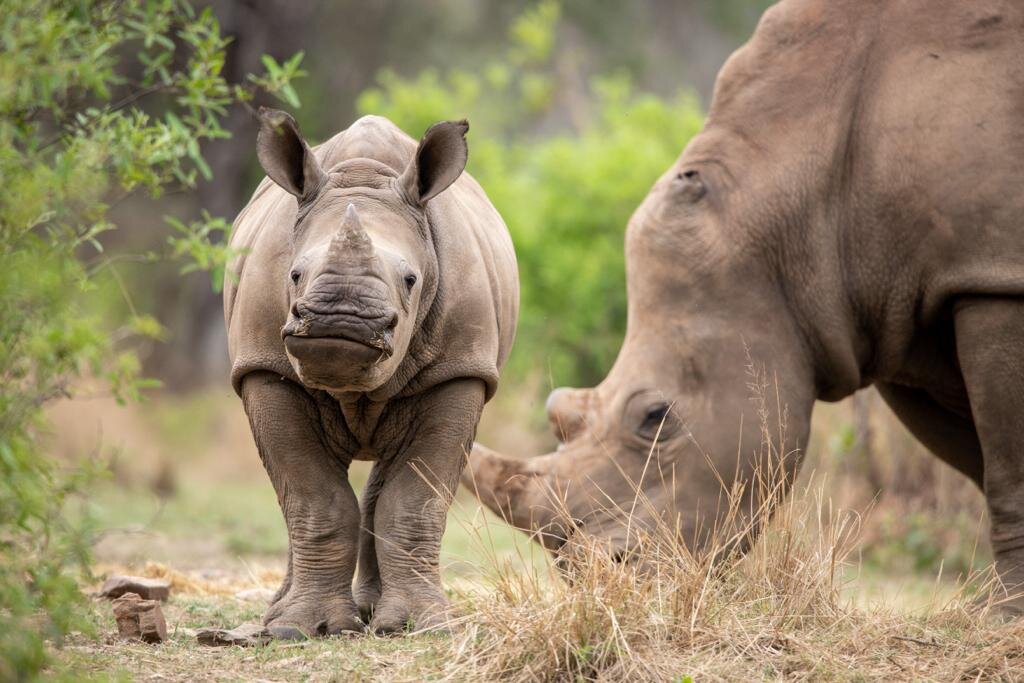 Celebrate & Protect Rhino Mums this Mother's Day