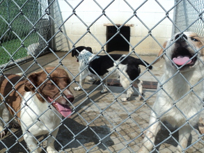 Puppies awaiting their new roof in Kentucky