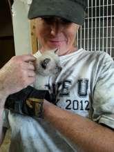 A volunteer with her favorite kitty