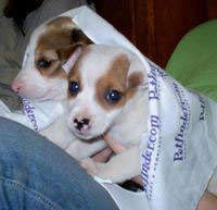 Puppies saved