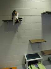New perches in the cat colony