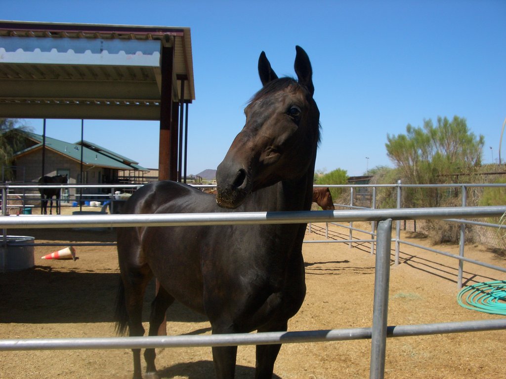 construction-of-shelter-for-rescued-horses