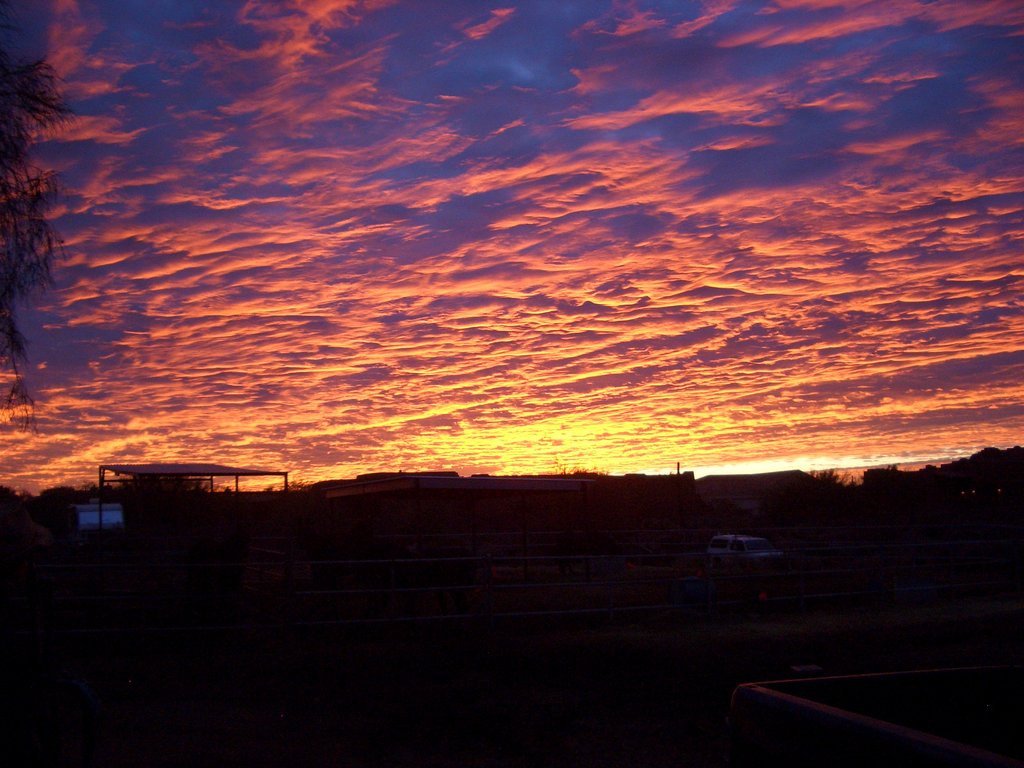 construction-of-shelter-for-rescued-horses