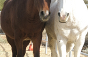 construction-of-shelter-for-rescued-horses