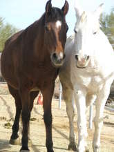 construction-of-shelter-for-rescued-horses