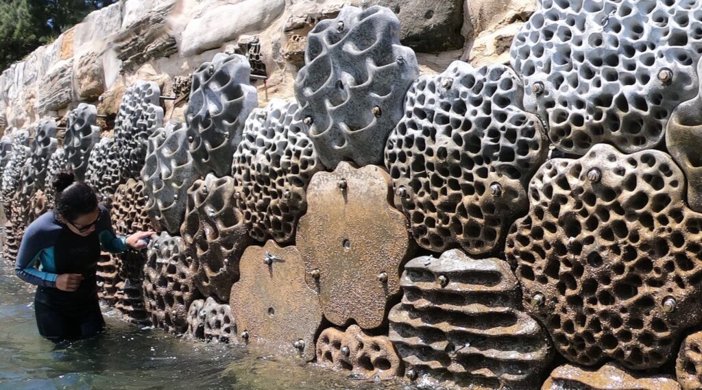 Build Africa's First Living Seawall in Cape Town