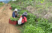 Help to Farmers affected by the Middle East Crisis