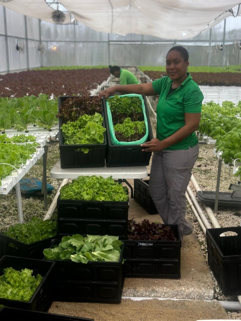 Jamaican Food & Farm Support - Melissa Relief