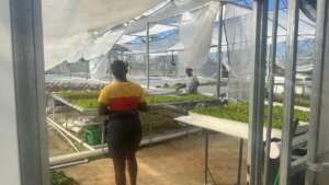 Jamaican Food & Farm Support - Melissa Relief