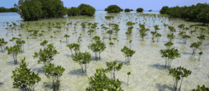 Mangroves in Madagascar