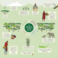 The Power of Ecosystem Restoration in Africa